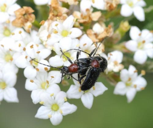 Réf. 281 415 : Dinoptera collaris